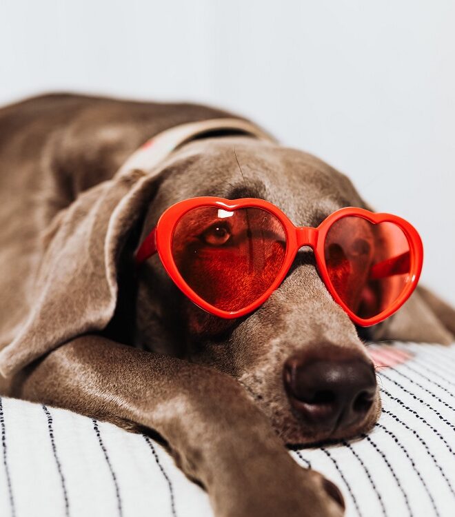 /content/uploads/Dog-Wearing-Heart-Shaped-Sunglasses-sml-e1678893321879.jpg